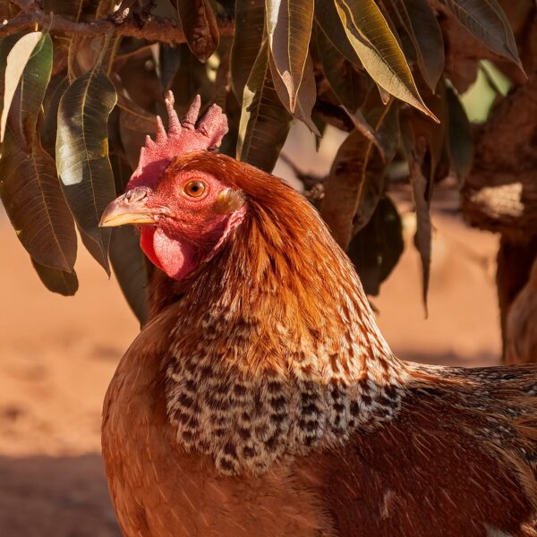 Adotta una gallina a distanza